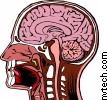 Tramatic Brain INjury